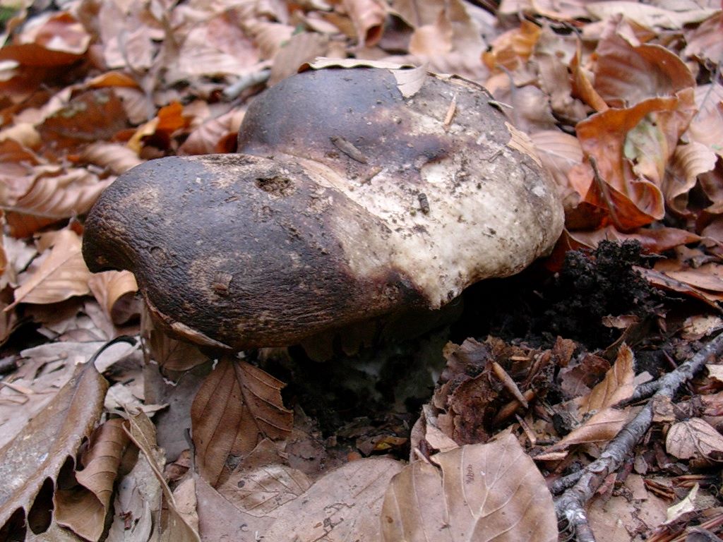 1836 Novembre vecchio ritrovamento